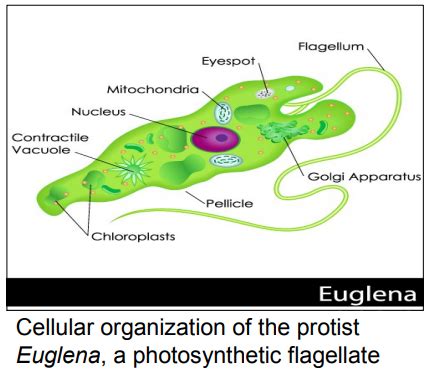 Lecture 7 Protists Flashcards Quizlet