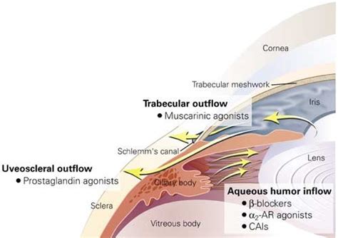 Trabecular Meshwork Anatomy