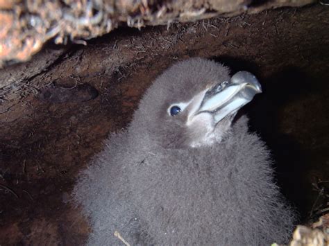 Protecting The Westland Petreltāiko In Punakaiki Waka Kotahi Nz