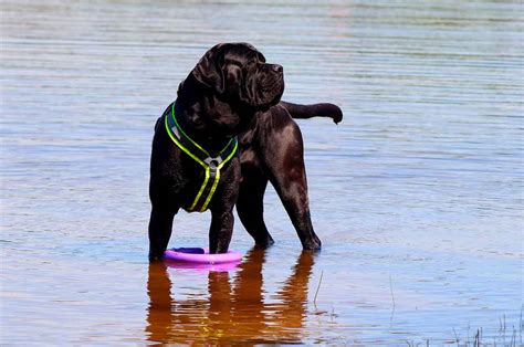 Cane Corso Um Guia Completo Sobre A Ra A Atualizado