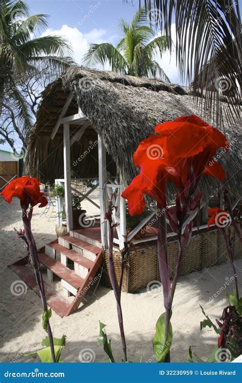 Port-Salut, Haiti stock image. Image of haiti, straw - 32230959