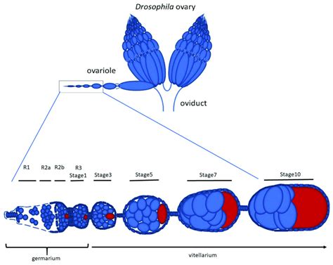 Schematic Representation Of The Drosophila Ovary And Detail Of An