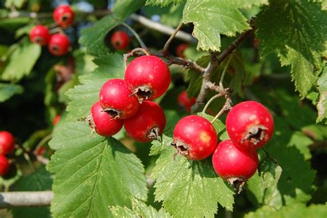 Crab apples | Jonathan Bloy