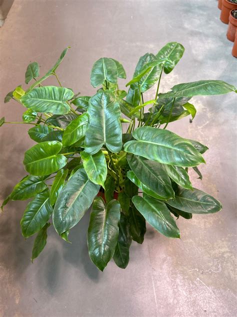 Philodendron Burle Marx Bushy Furniture Home Living Gardening