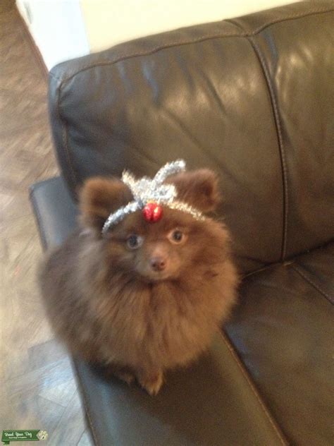 Male chocolate brown teacup pomeranian - Stud Dog in Manchester, the ...