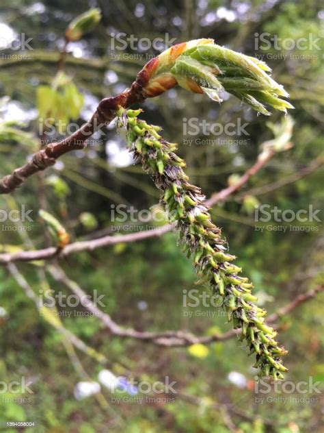 Aspen Twigs Buds Catkins Stock Photo Download Image Now Aspen Tree