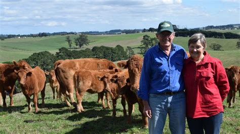 South Devon cattle are a breed apart, says South Gippsland breeder | The Weekly Times