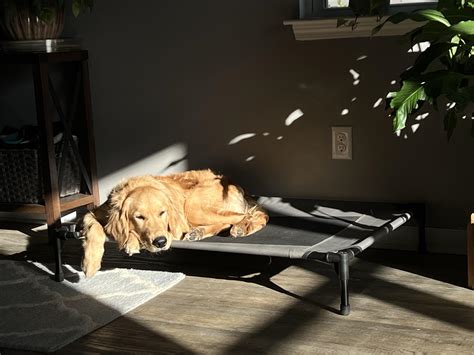 Golden Loves Golden Hour Rgoldenretrievers