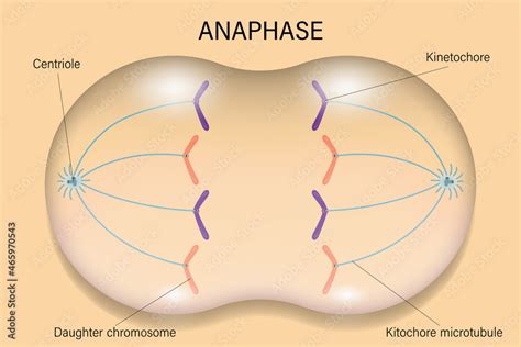 Anaphase Cell Division Cell Cycle Stock Vector Adobe Stock