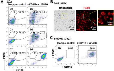 Infusion Of Kupffer Cells Expanded In Vitro Ameliorated Liver Fibrosis