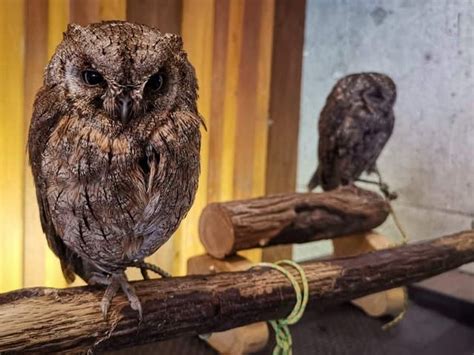 Owl cafe - Osaka, Japan - Four Worn Soles