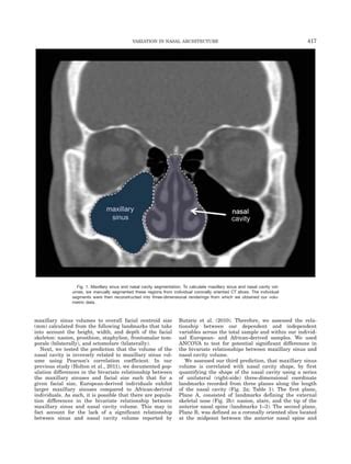 The Morphological Interaction Between The Nasal Cavity And Maxillary