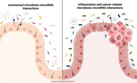 Microorganisms Free Full Text Gut Microbiota Microrna Interactions