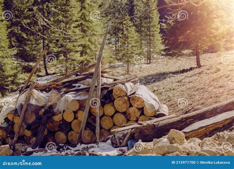 Pile of Timber Logs on the Forest Meadow.High Quality Photo Stock Photo ...