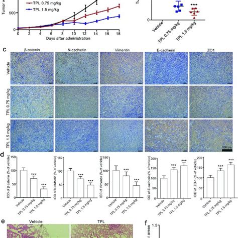 Triptolide Suppresses Tumor Growth In A Xenograft Model And Lung