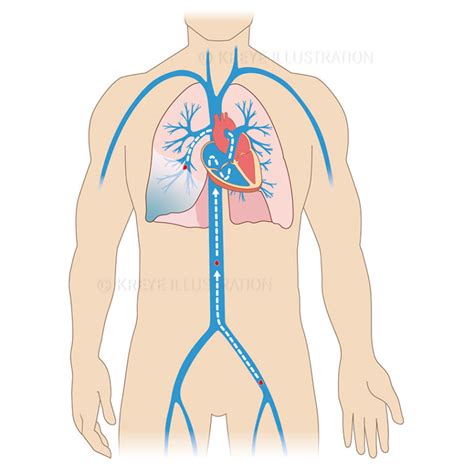 Detail Anatomie Schaubild Koleksi Nomer