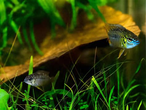 Apistogramma Hoignei Cm Sims Tropical Fish Tropical Fish Aquarium