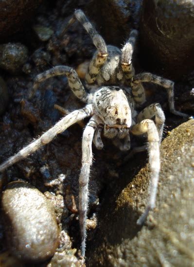 Wolf Spider Arctosa Littoralis Bugguide Net