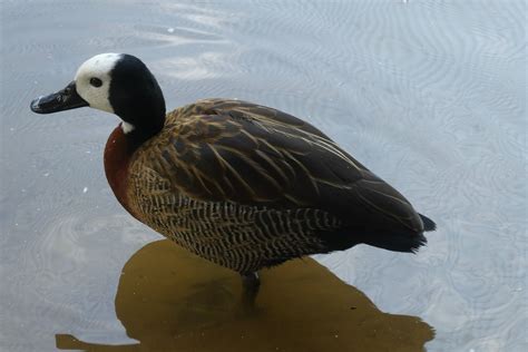 Pato De Cabeza Blanca Parque Foto Gratis En Pixabay Pixabay