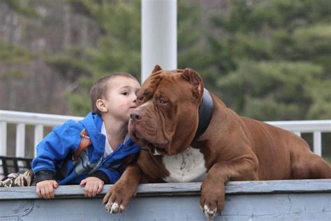 Conheça ‘hulk O Maior Pitbull Do Mundo Que Vive Um Impasse Com As