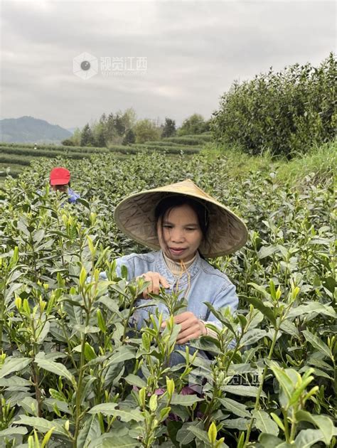 春耕备耕忙 视觉江西 大江网首页