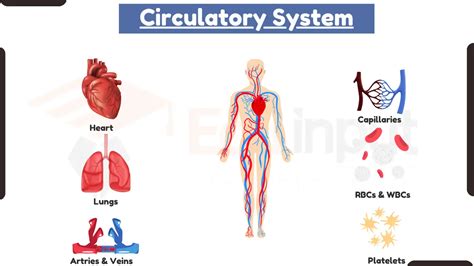 Circulatory System - Anatomy, Types, and Functions