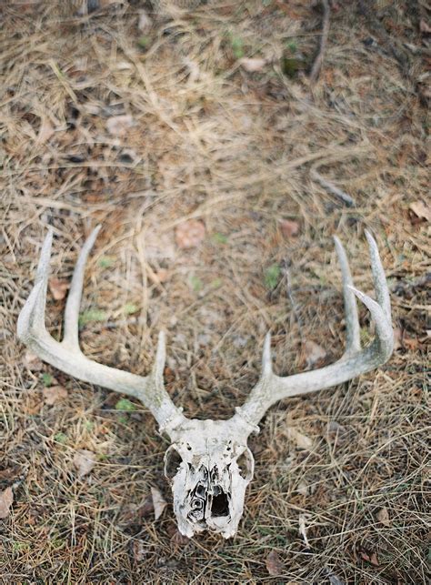 Deer Skull By Stocksy Contributor Adrian Balzer Stocksy