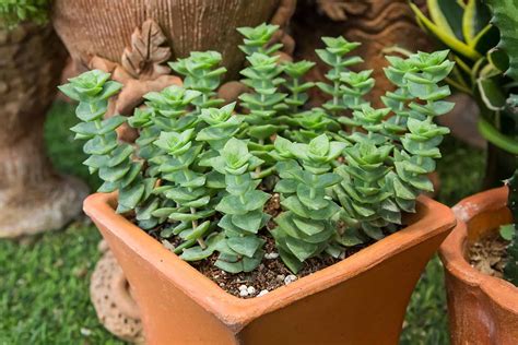 13 Of The Best Crassula Varieties To Grow At Home