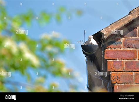 Eurasian collared dove nesting in the gutter of house. Collared dove ...