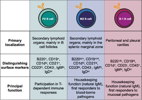 Overview Of The Three Main B Cell Subsets Fo Follicular Mz Marginal