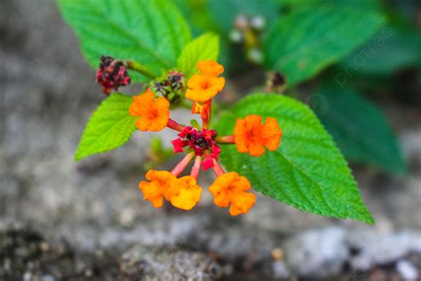 Orange Flower Hd Wallpaper Material Background, Orange, Flowers, Wallpaper Background Image for ...