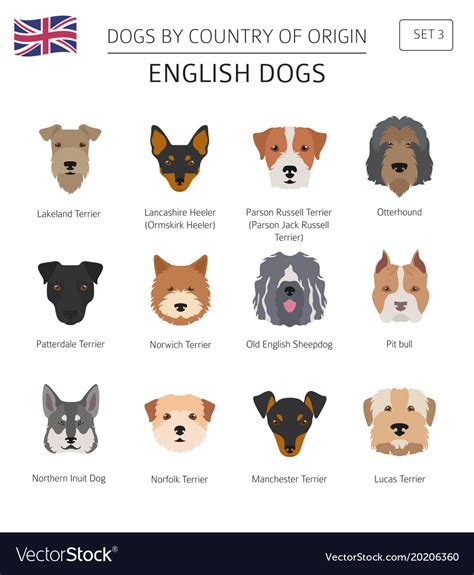 Dogs by country of origin english dog breeds Vector Image