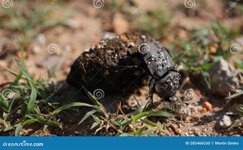 Dung Beetle Rolling Dung In A Slow Motion Closeup Of Geotrupes