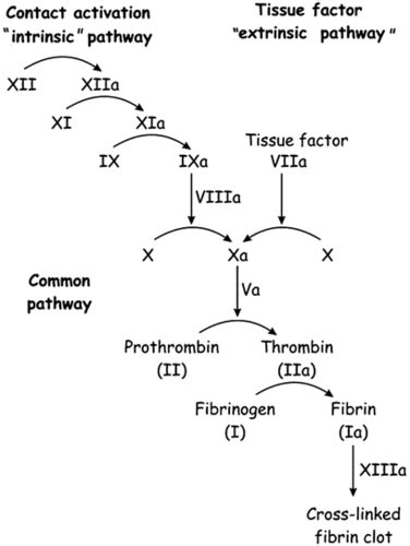 Heme Coagulation Disorders Of Hemostasis And Treatment Flashcards