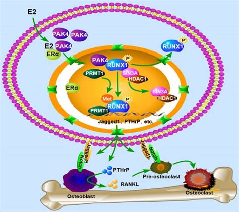 Pak Phosphorylating Runx Promotes Er Positive Breast Cancer Induced