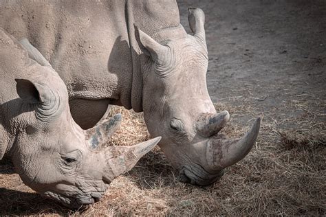 Rhinoceros Eating Grass · Free Stock Photo