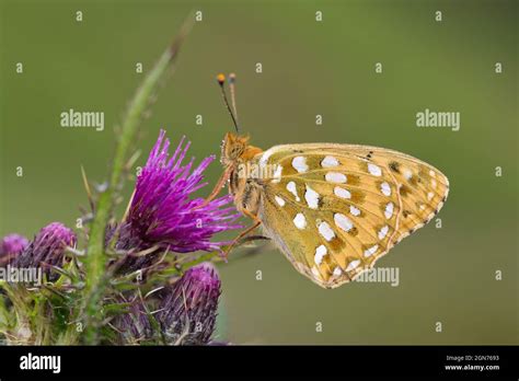 Dark Green Fritillary Speyeria Aglaja Male Adult Butterfly On A Marsh