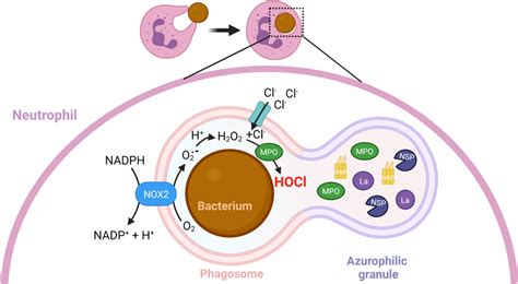 Inside The Neutrophil Phagosome A Phagosome Is Formed When The