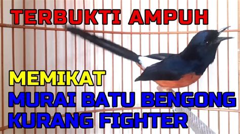 Terbukti Ampuh Untuk Memikat Murai Batu Bengong Dan Kurang Fighter