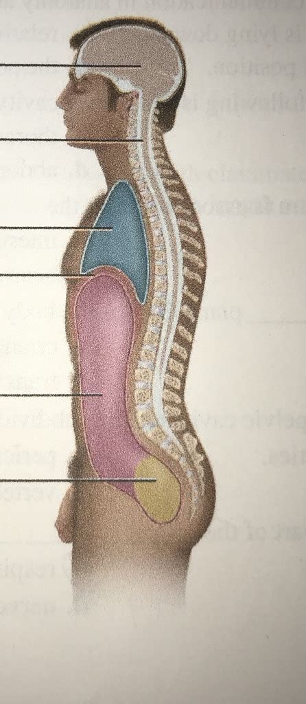 Major Body Cavities Left Lateral View Diagram Quizlet