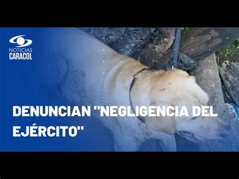 El Gu A Canino Que Muri En Valdivia No Ten A Perro Antiexplosivos