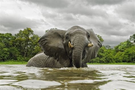 Wildlife Photographer Goes Swimming With Elephants To Capture