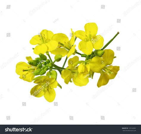 Rapeseed Blossoms Brassica Napus Flower Isolated On White Background