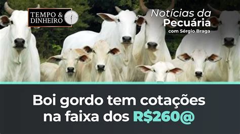 Boi gordo tem cotações na faixa dos R 260 na B3 Pararam de cair