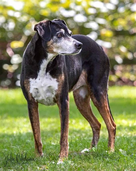 Greyhound Mixes: 24 Skinny Crossbreeds (With Pictures)