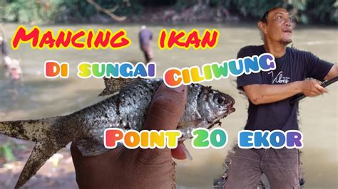 Mancing Ikan Di Sungai Ciliwung Strike Point Ekor Mancing