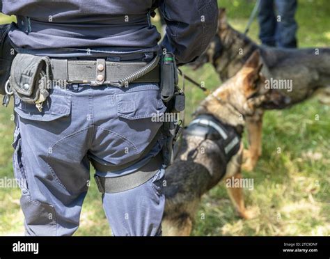 Police Officer With K9 Canine German Shepherd Police Dog Stock Photo