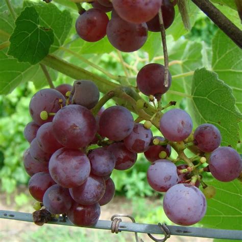 Seedless Bunch Grape Vines Archives Isons Nursery And Vineyard