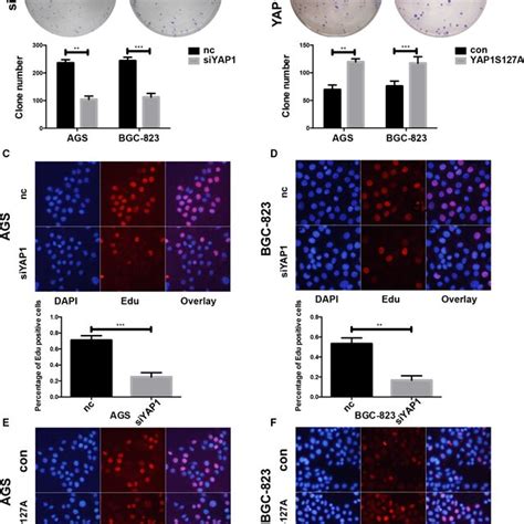 Yap Promotes Gastric Cancer Cell Proliferation In Vitro A The