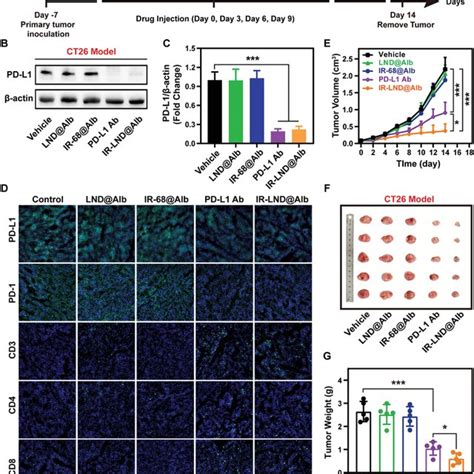 The Antitumor Effect Of IRLND Albmediated PDT In Vitro And In Vivo